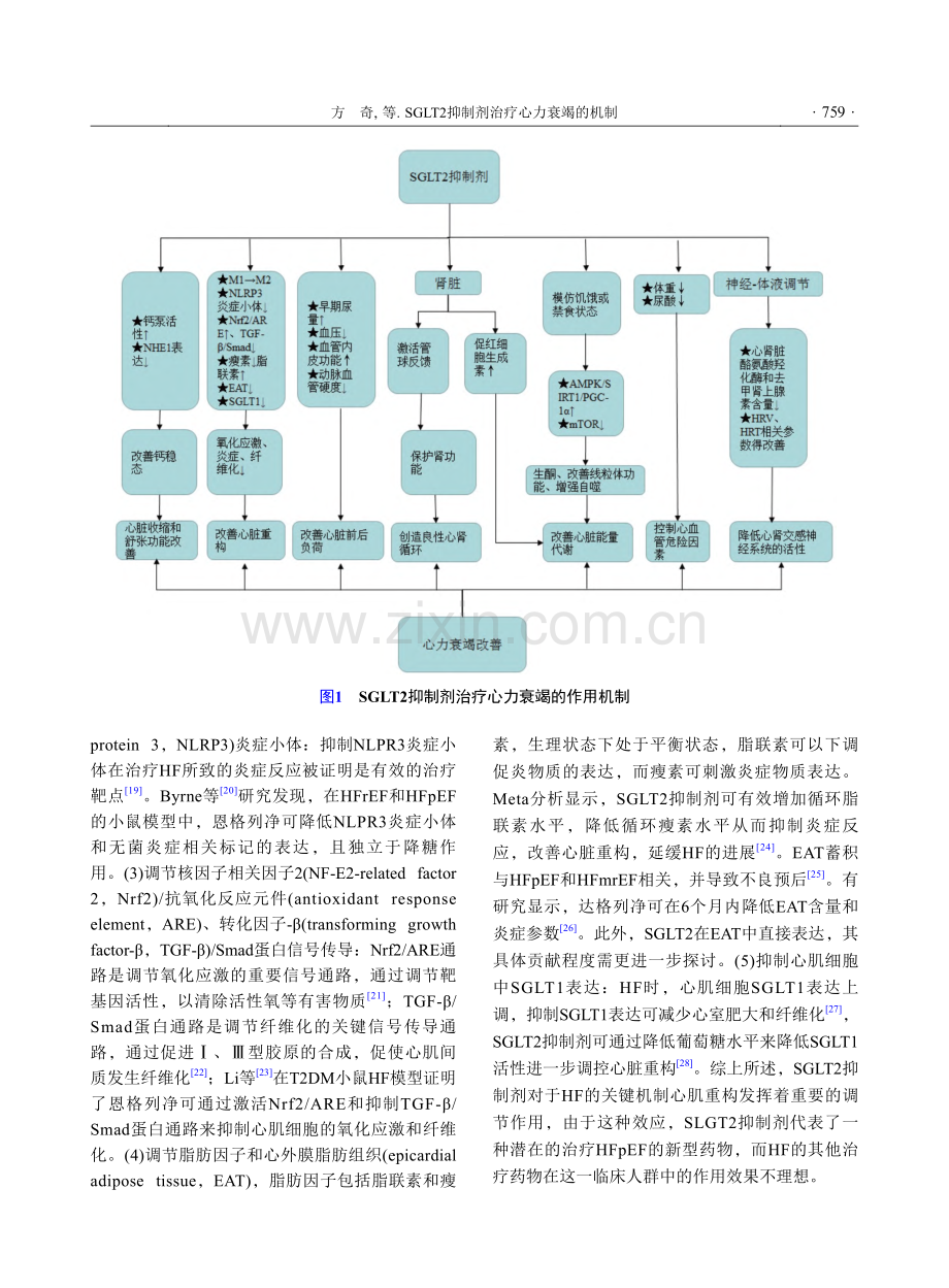 SGLT2抑制剂治疗心力衰竭的机制_方奇.pdf_第3页