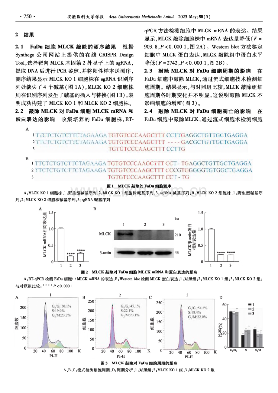 MLCK敲除对FaDu细胞凋亡的影响.pdf_第3页