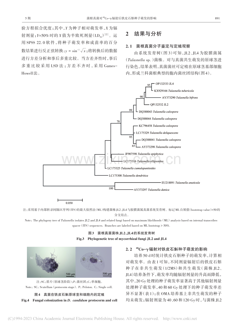 菌根真菌对-(60)Co-...射后铁皮石斛种子萌发的影响_王淑华.pdf_第3页