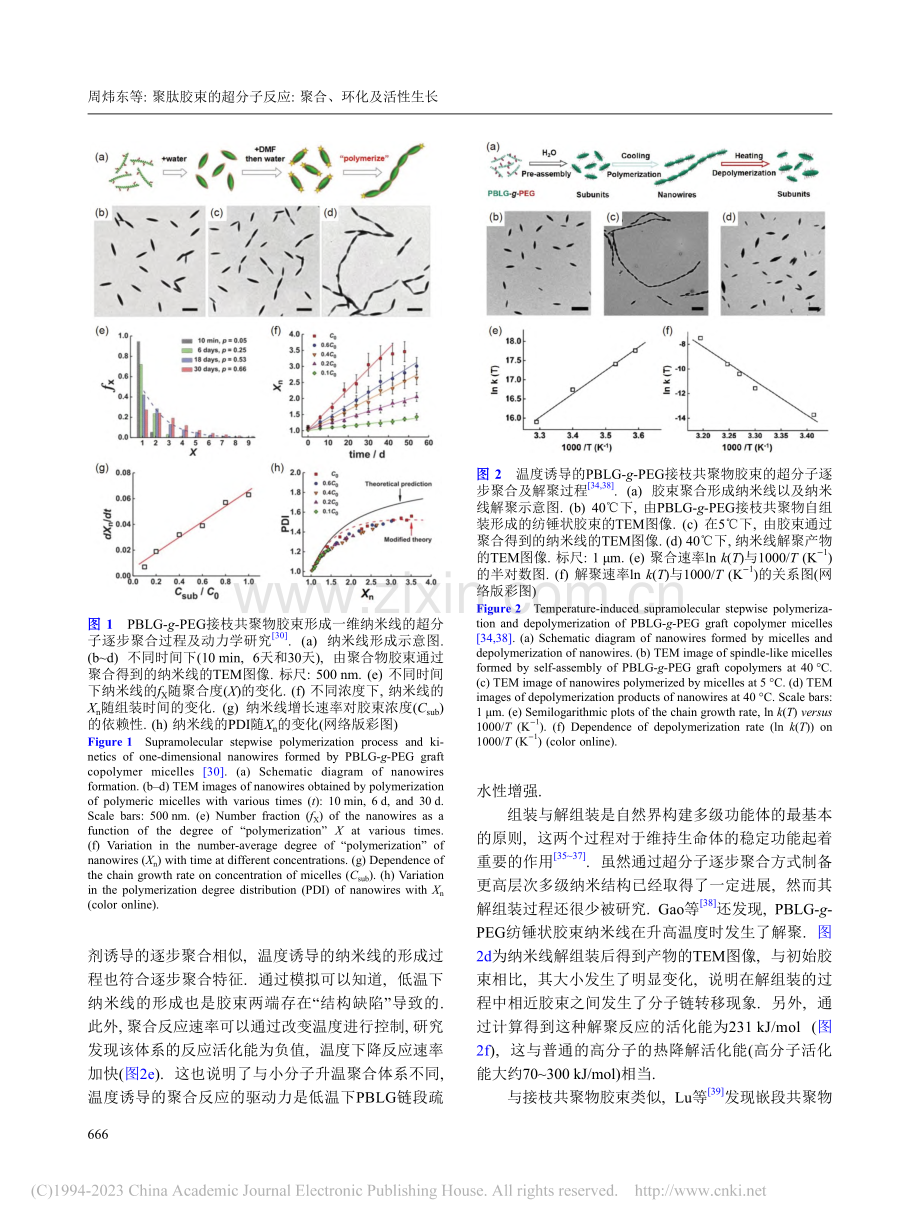 聚肽胶束的超分子反应_聚合、环化及活性生长_周炜东.pdf_第3页