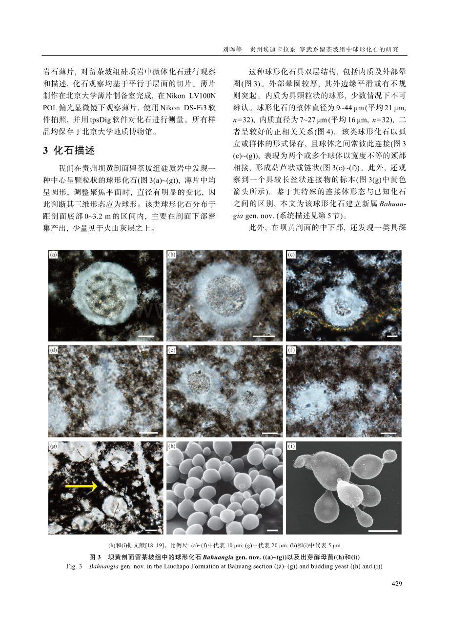 贵州埃迪卡拉系–寒武系留茶坡组中球形化石的研究.pdf_第3页