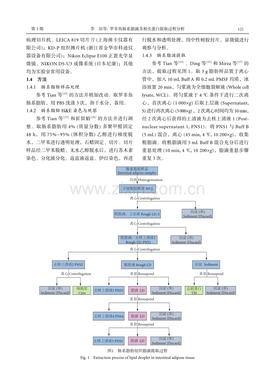 罗非鱼肠系脂滴及相关蛋白提取过程分析_李劼.pdf_第3页