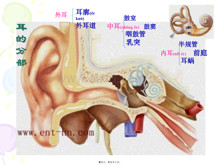 耳的结构与生理..ppt_第3页