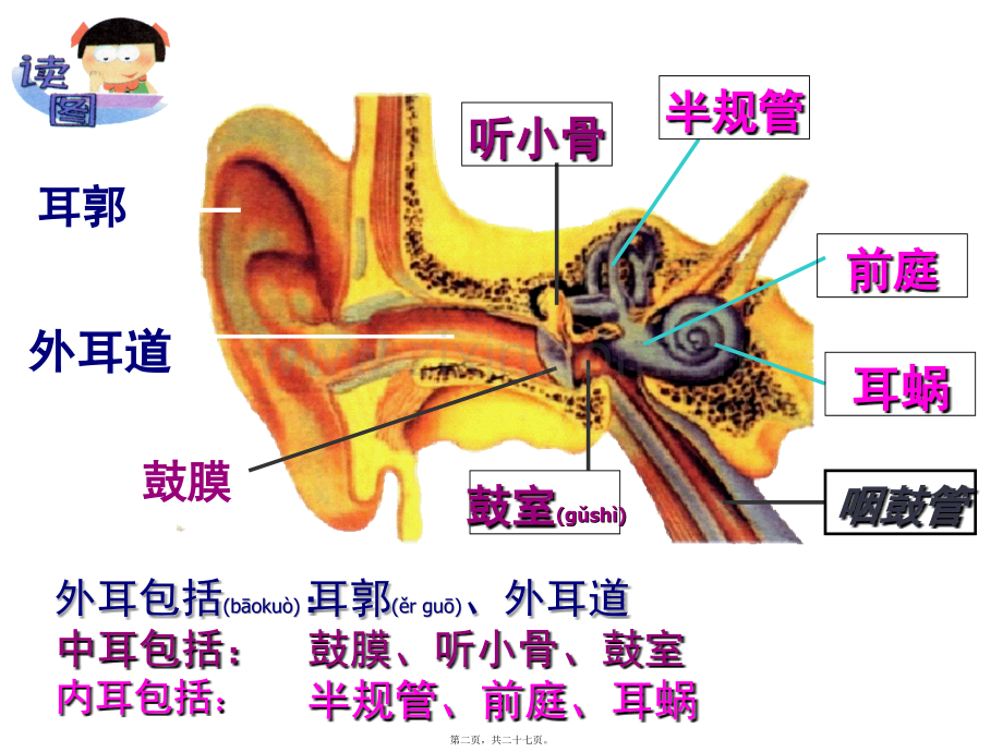 耳与听觉ppt.ppt_第2页