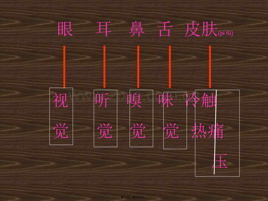 耳的结构与听觉的形成..ppt_第2页