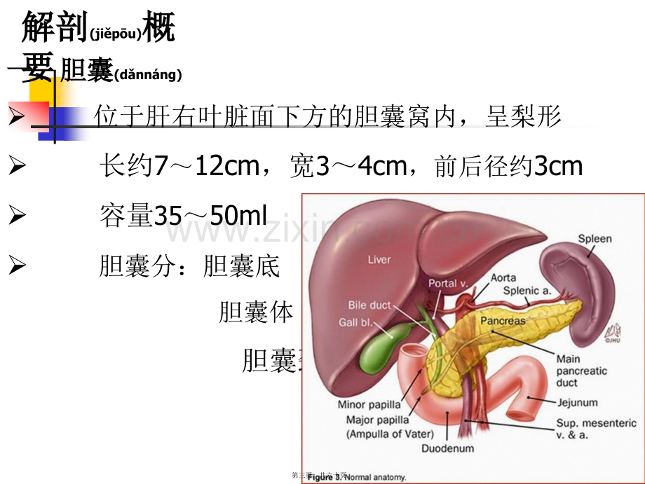 胆囊炎.ppt_第3页