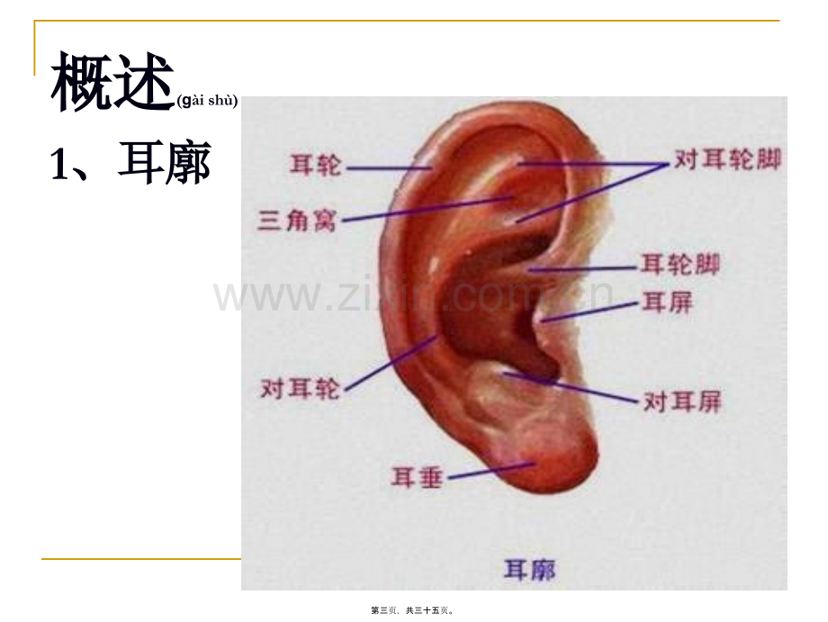 耳针法及其应用1.ppt_第3页