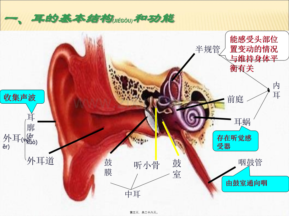 耳和听觉已完成分解.ppt_第3页