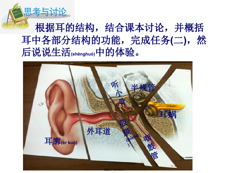 耳与听觉(1)7.ppt_第3页