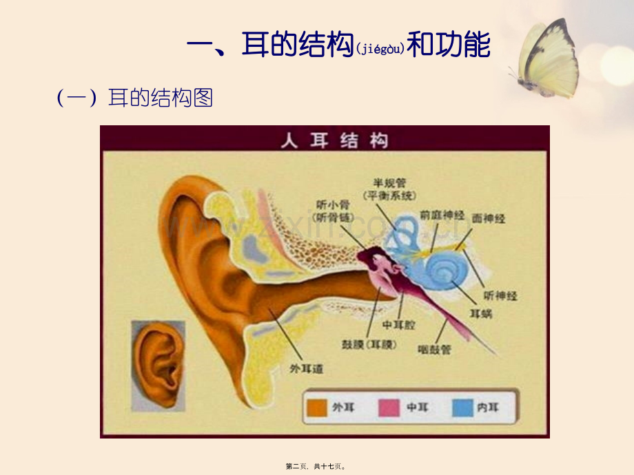 耳--听觉器官.ppt_第2页