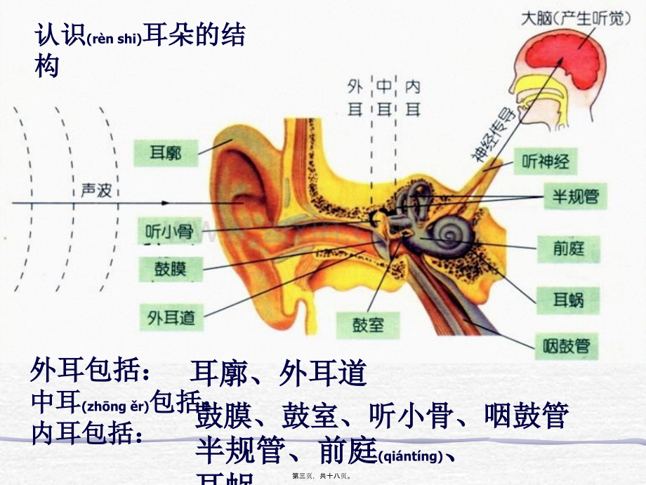 耳的结构与听觉形成1.ppt_第3页