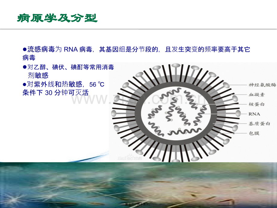 儿科流感PPT.ppt_第2页