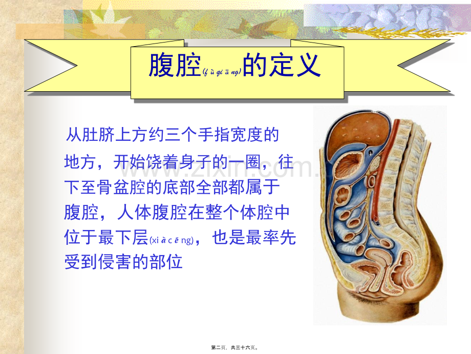 胺其那腹腔保养.ppt_第2页