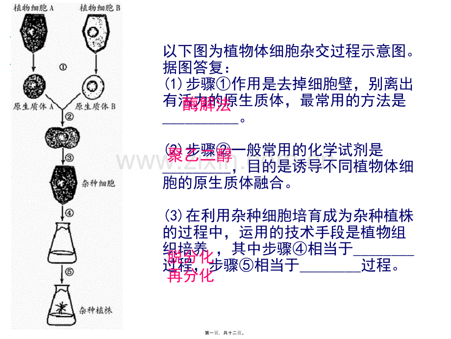 动物细胞融合.ppt_第1页