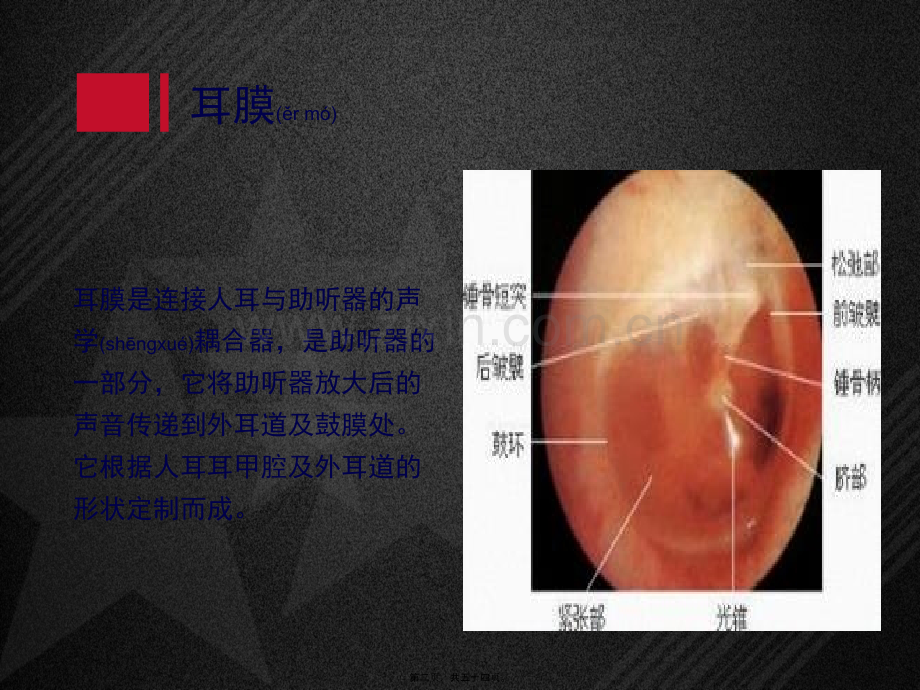 耳膜及其声学特性.ppt_第2页