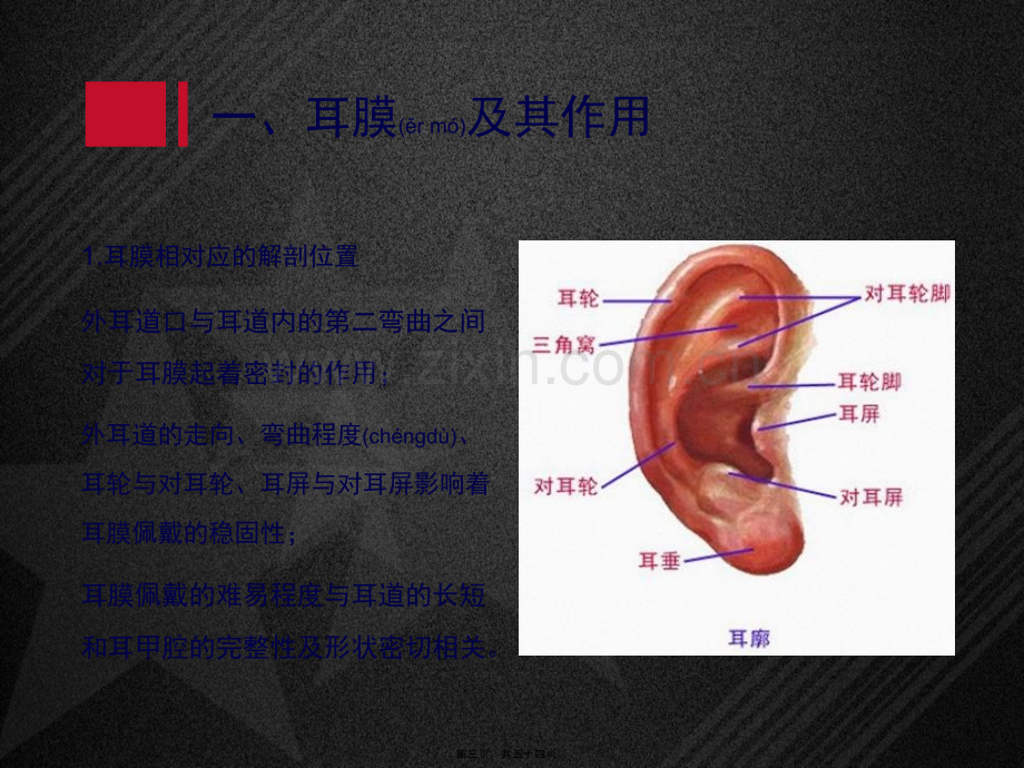 耳膜及其声学特性.ppt_第3页