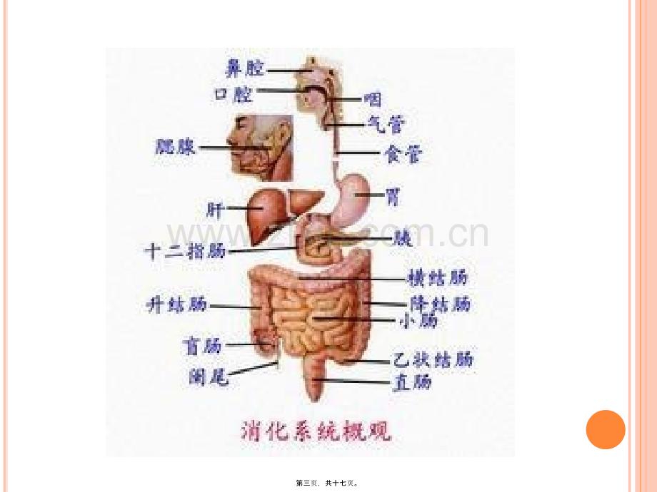 肠结构与屏障功能.pptx_第3页