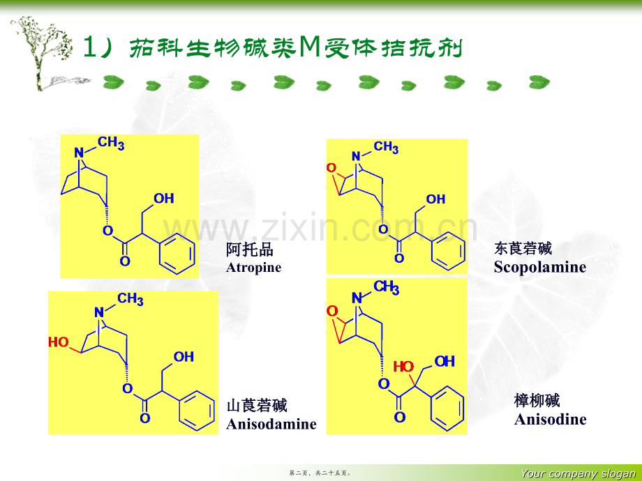 胆碱受体拮抗剂.ppt_第2页