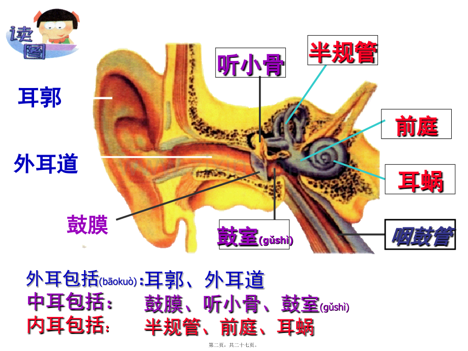 耳与听觉ppt分解.ppt_第2页