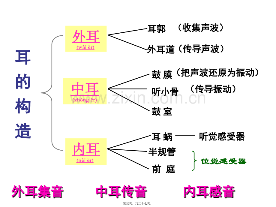 耳与听觉ppt分解.ppt_第3页