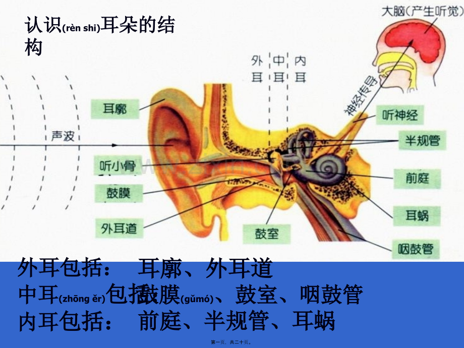 耳的结构与听觉的形成.ppt_第1页