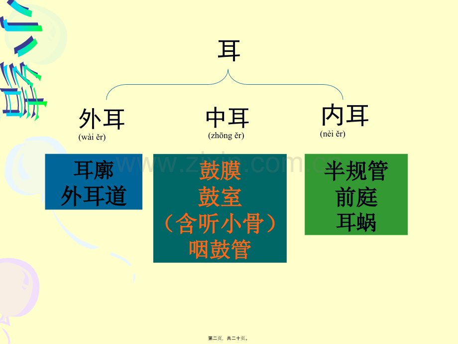 耳的结构与听觉的形成.ppt_第2页