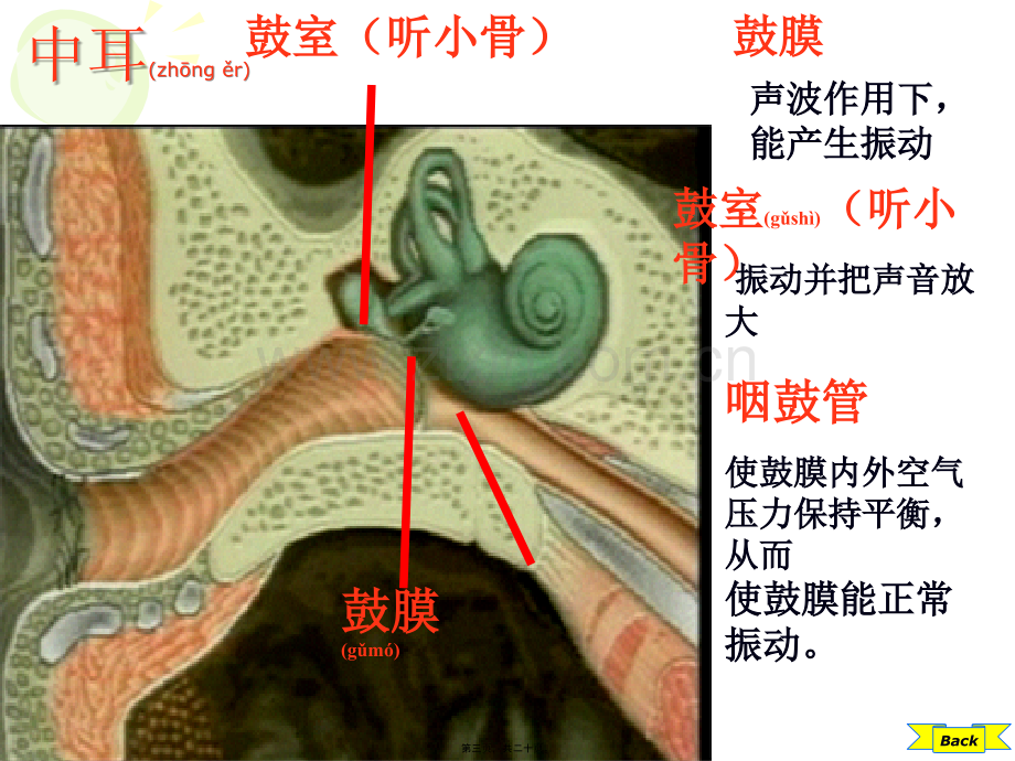 耳的结构与听觉的形成.ppt_第3页