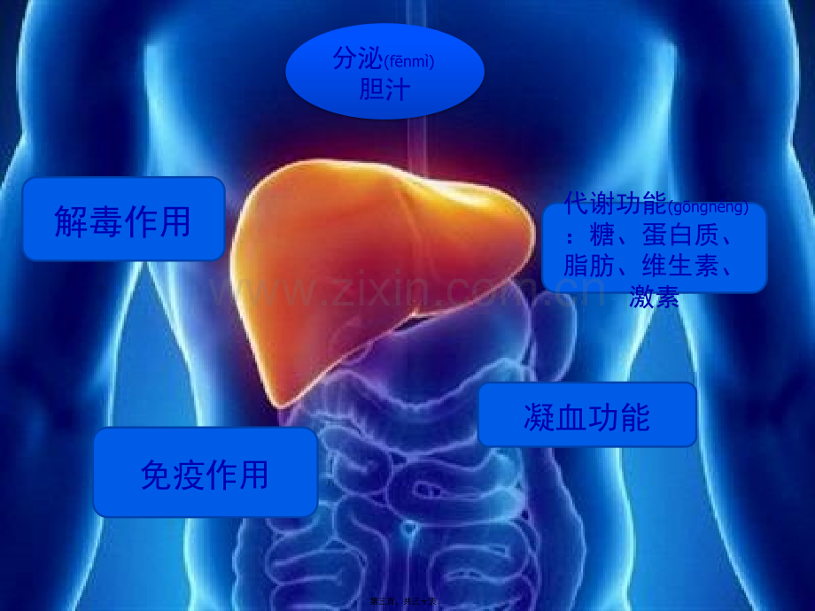 肝功能检查与评估.pptx_第3页