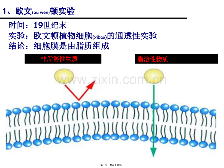 一轮复习：细胞膜流动镶嵌模型.ppt_第1页