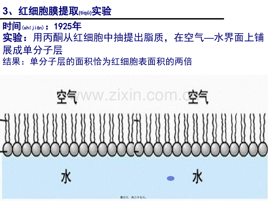 一轮复习：细胞膜流动镶嵌模型.ppt_第3页