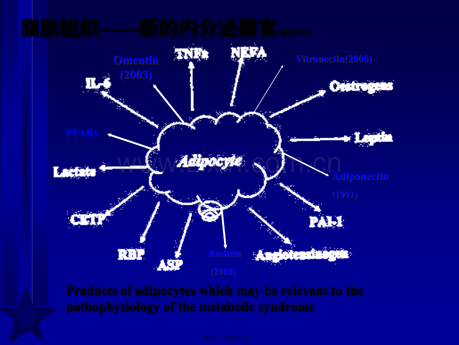 脂肪与胰岛素抵抗新概念(修改).ppt_第1页