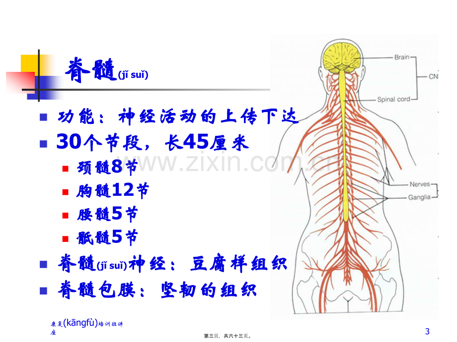 学术讨论—脊髓损伤--王琳.ppt_第3页