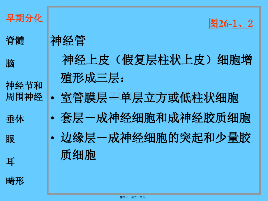 脑神经系统-神经系统与眼耳的发生.ppt_第3页