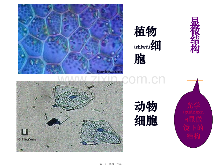 上课细胞器-系统内的分工合作-ppt.ppt_第1页