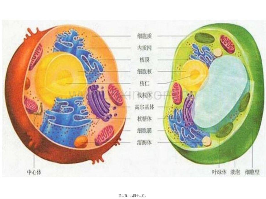 上课细胞器-系统内的分工合作-ppt.ppt_第2页