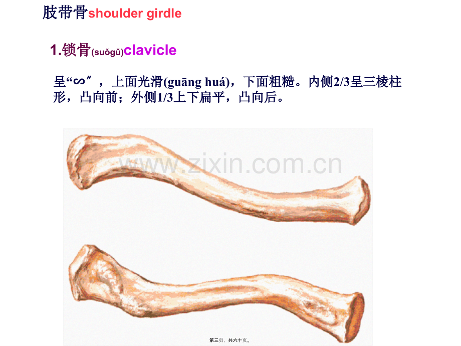 上肢骨及其连结、下肢骨及其连结.ppt_第3页