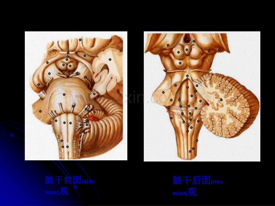 脑干brain-stem幻灯片.ppt_第2页