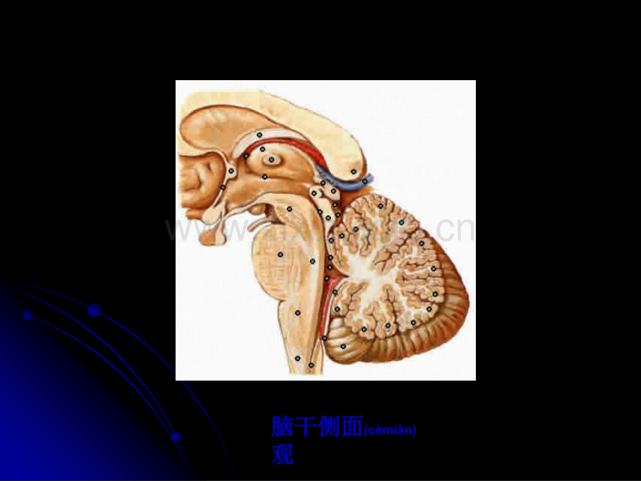 脑干brain-stem幻灯片.ppt_第3页