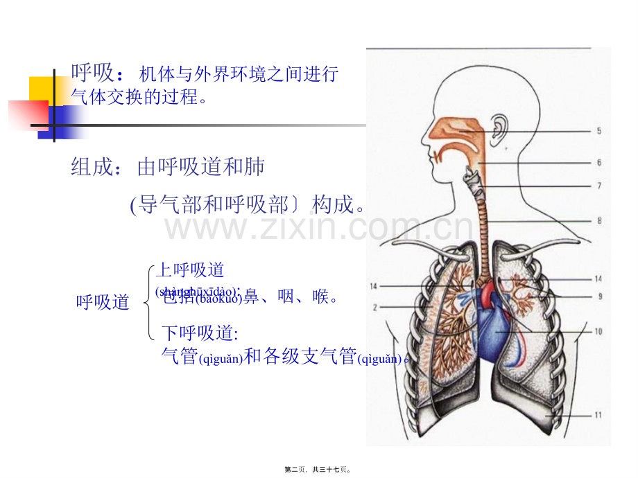 ----呼吸系统.ppt_第2页