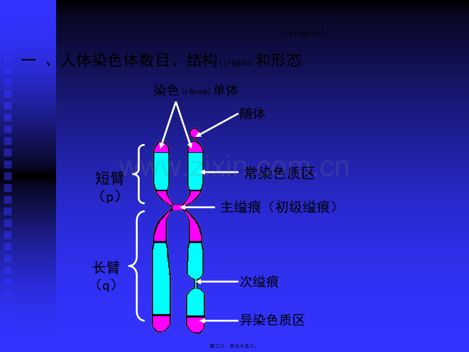 人染色体与染色体病.ppt_第2页