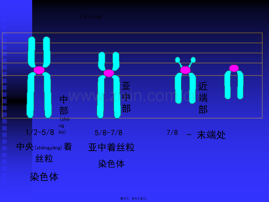 人染色体与染色体病.ppt_第3页