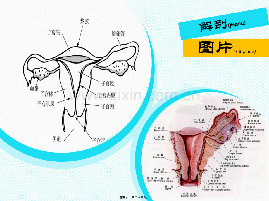 腹腔镜辅助下阴式全子宫切除术.ppt_第3页