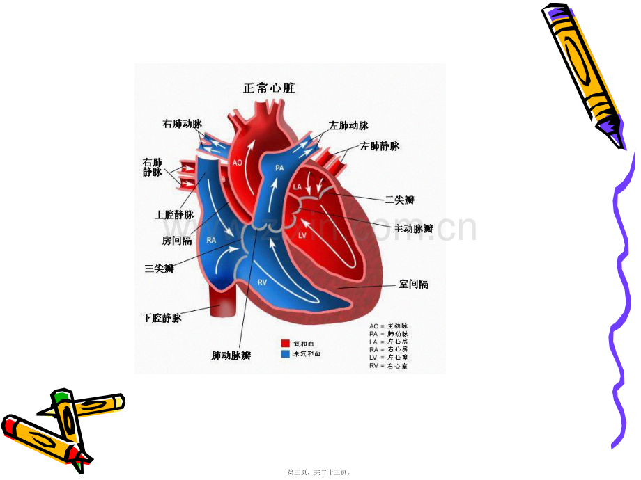 二尖瓣置换术后护.ppt_第3页