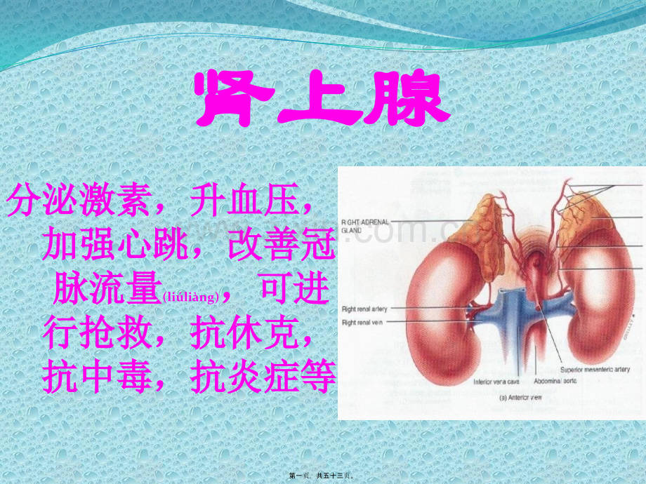 五脏六腑的功能.pptx_第1页