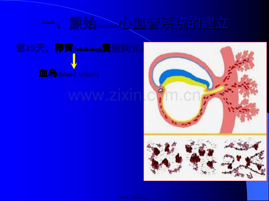 人体组织学和胚胎学(之心脏发生).ppt_第3页