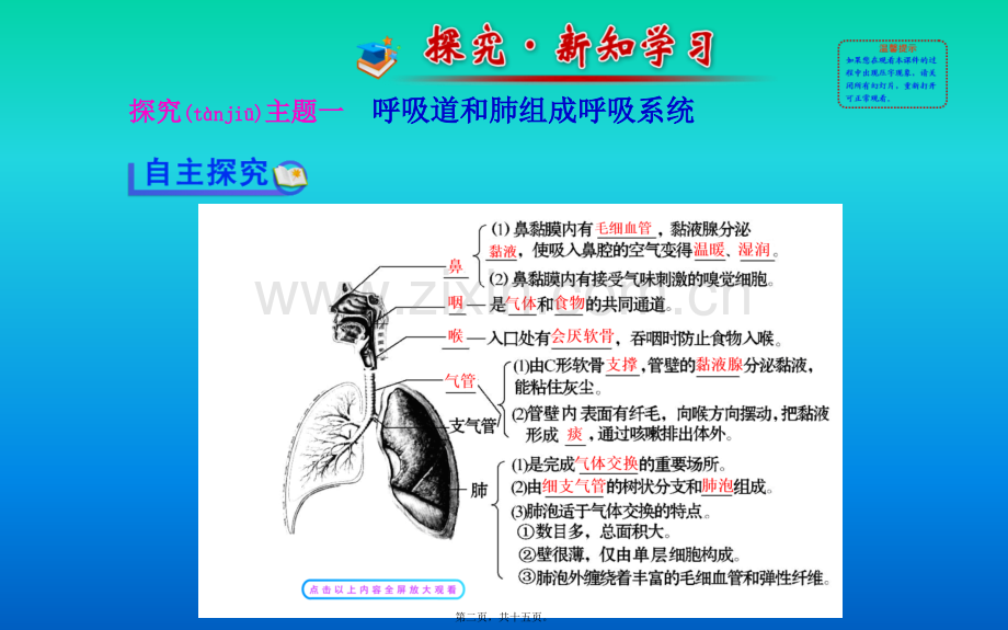 人体细胞获得氧气的过程.ppt_第2页