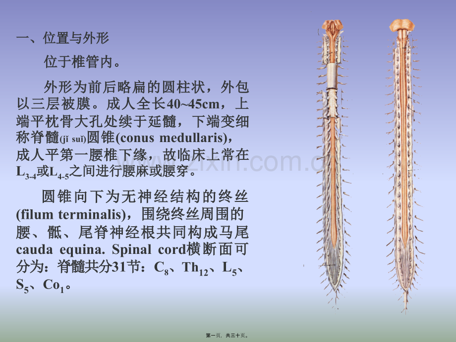 学术讨论—脑神经系统-脊髓.ppt_第1页