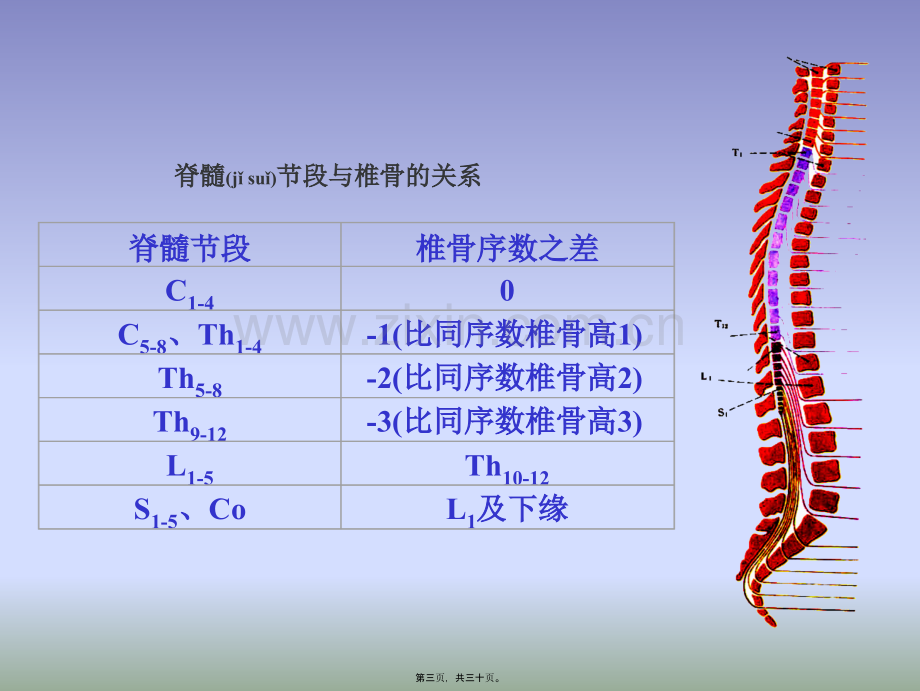 学术讨论—脑神经系统-脊髓.ppt_第3页