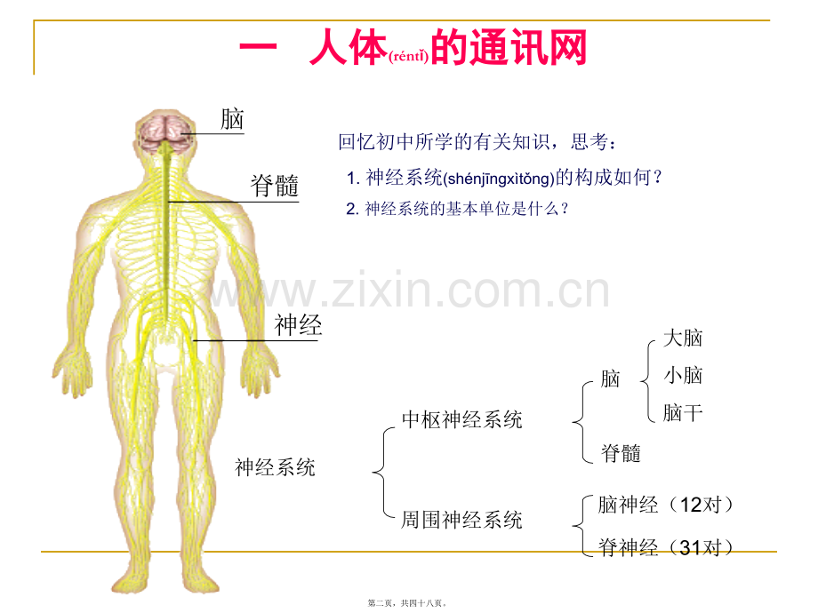 人体生命活动的神经调PPT.ppt_第2页