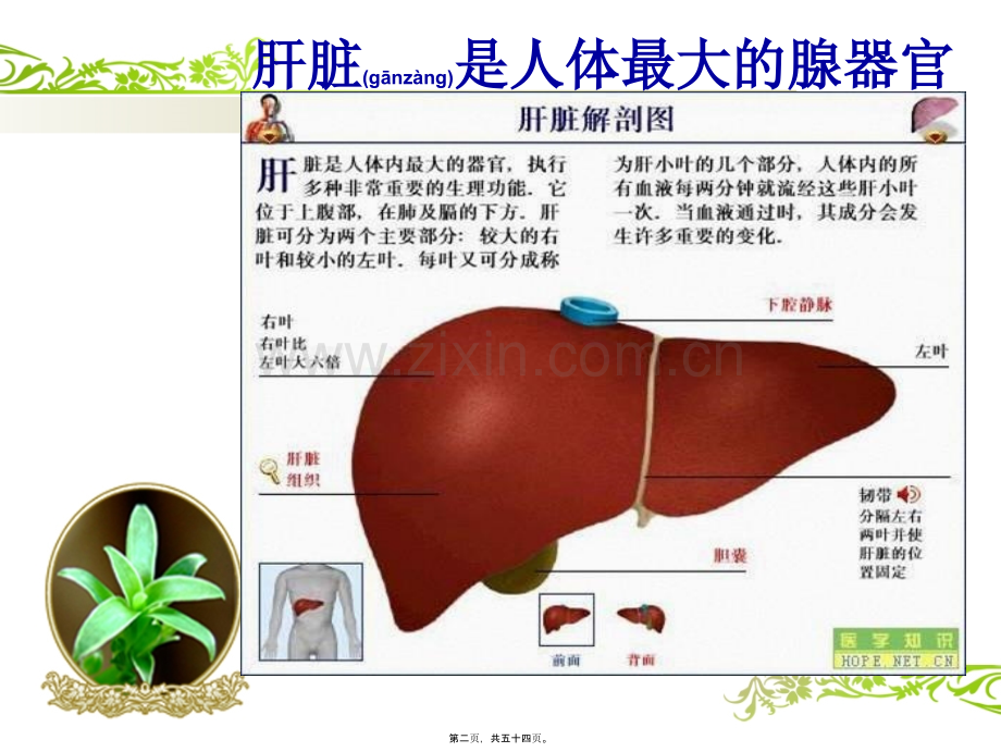 肝硬化-上消化道出血PPT.ppt_第2页